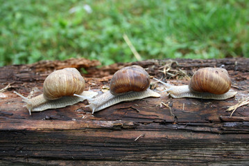 Group of snails