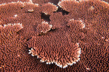 Coral