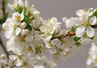 Spring flowering