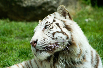 Tigre Blanc