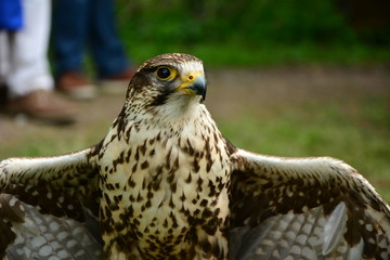 one Falcon