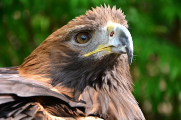 golden eagle