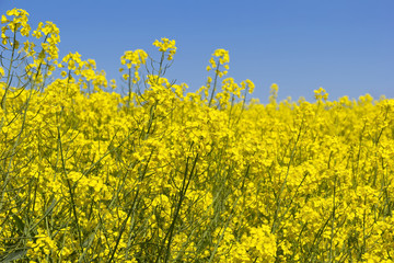 Rapeseed Field