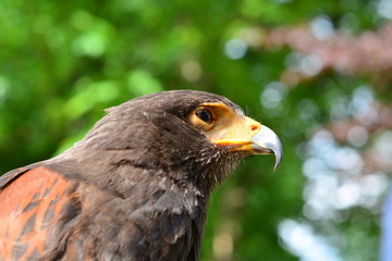 golden eagle