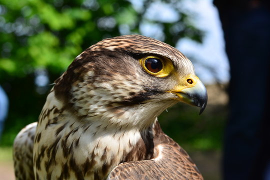 one Falcon
