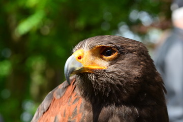 golden eagle