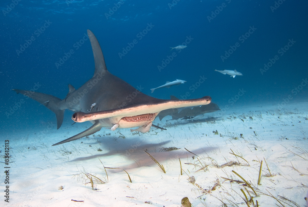 Wall mural great hammerhead shark