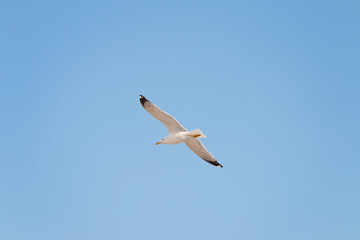 Soaring herring gull