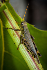 Macro of grass hopper