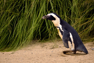African penguin