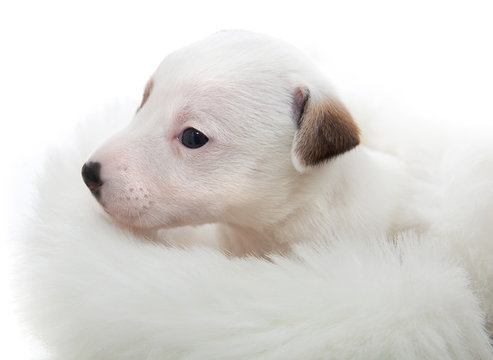 puppy jack russell terrier