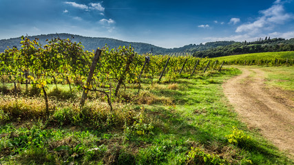 Fototapeta na wymiar Endless fields of vines in Tuscany, Italy