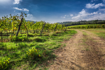 Fototapeta na wymiar Beautiful view of the vineyards in Tuscany, Italy