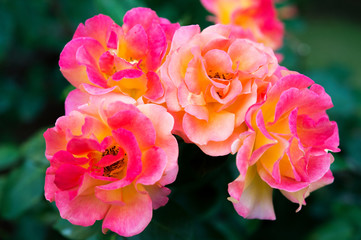 バラの花・Souvenir d˙AnneFrank