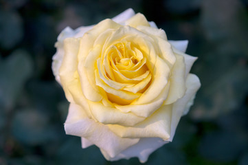 バラの花・GoldenMedallion