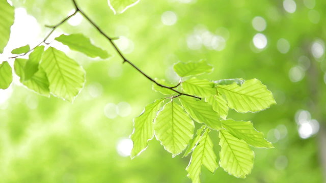Green, fresh leaves Beech against light blurred background.