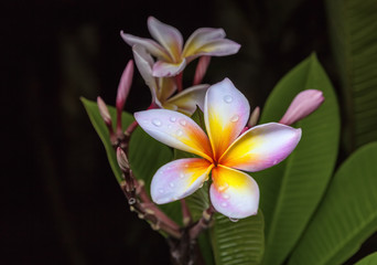 Frangipani