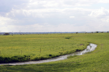 Naklejka premium Wiesenlandschaft / Wiesenlandschaft mit Kühen und Bach
