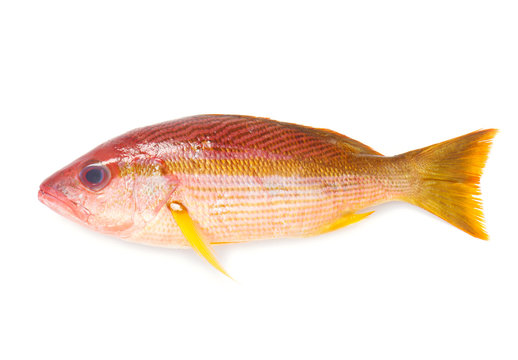 Raw Red Snapper
