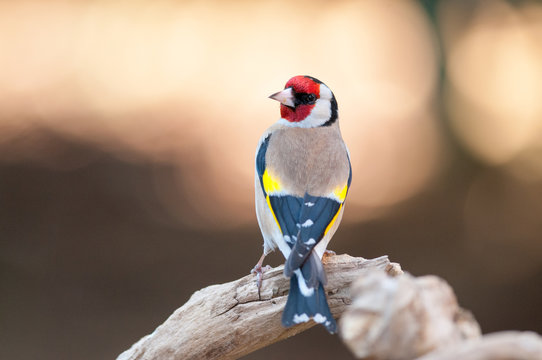 Cardellino