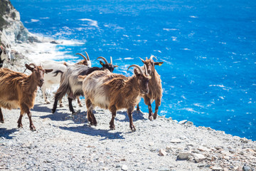 Freilaufende Ziegen auf Korsika