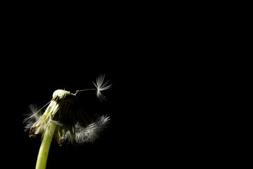 Mlecz © Zbyszek Nowak