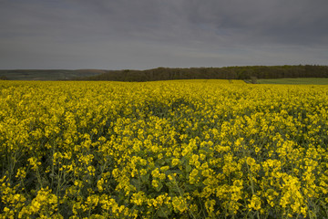 rapeseed field in countryside