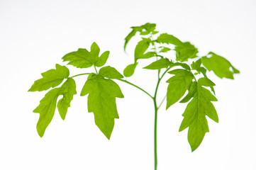 Young tomato plant