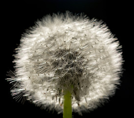 Mlecz © Zbyszek Nowak