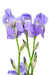 Fototapeta na wymiar Purple iris flower, isolated on white
