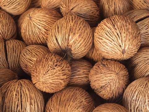 Cerbera odollam or Pong-pong