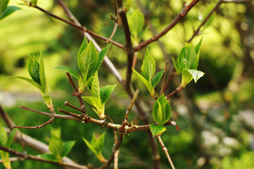 Hydrangea paniculata young leaves, background