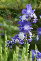 Flowers - Iris