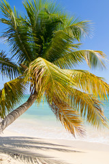 Palm lying on a tropical beach with turquoise sea, vertical format