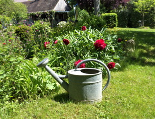 arrosoir dans un jardin devant un rosier © Bruno Bleu