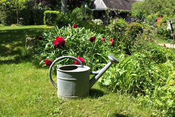 arrosoir dans un jardin devant un rosier © Bruno Bleu