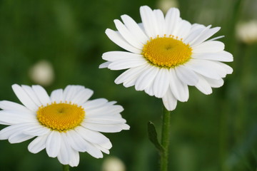 Obraz premium Margeriten in der Wiese