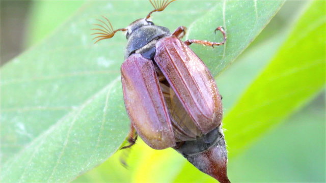 on a leaf chafer