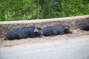 Freilaufende Schweine auf Korsika