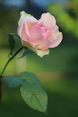 Rosen im Garten
