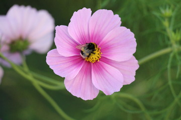Cosmea im Garten