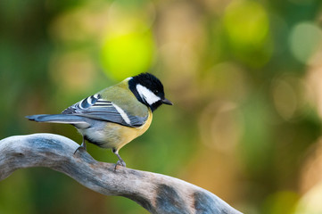 Fototapeta premium Cincia