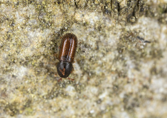 Dryocoetes alni on wood