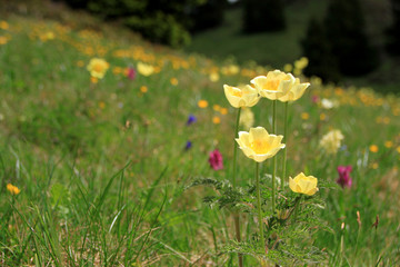 Primavera al cospetto delle Dolomiti di Brenta