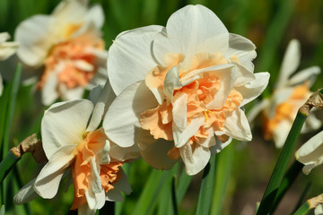 Obraz premium Narcissus Terry