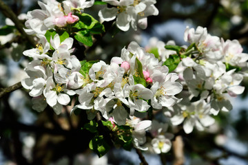Apple tree in blossom