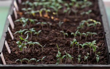 tomato seedling