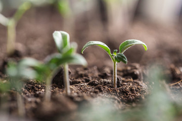 tomato seedling