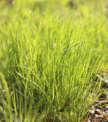 picture green grass