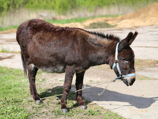 Fototapeta premium Photo funny donkey